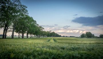 Картинка природа пейзажи деревья поле