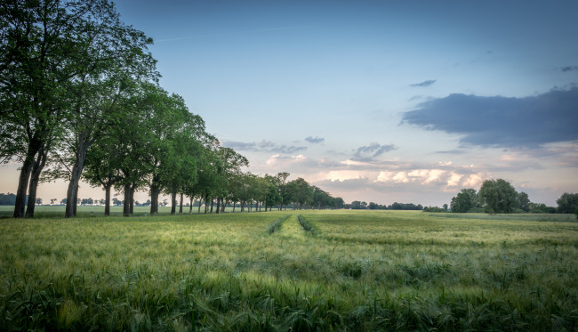 Обои картинки фото природа, пейзажи, деревья, поле