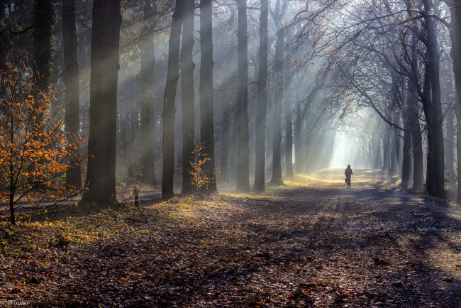 Обои картинки фото природа, дороги, дорога, туман, утро, осень