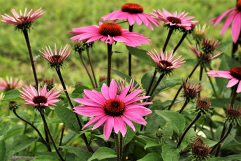 Картинка цветы эхинацея розовая