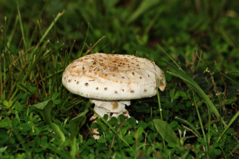 Картинка природа грибы трава гриб