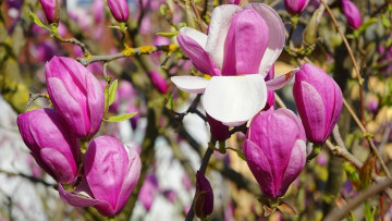 Картинка цветы магнолии розовая магнолия бутоны весна