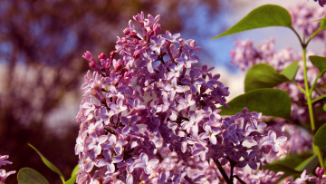 Картинка цветы сирень ветка