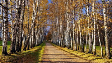 Картинка природа дороги проселочная дорога осень березы