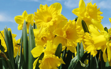 Картинка цветы нарциссы желтые весна