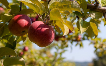Картинка природа плоды яблоки