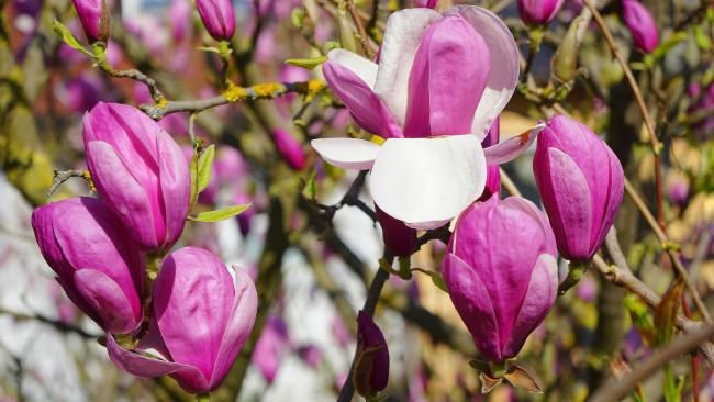 Обои картинки фото цветы, магнолии, розовая, магнолия, бутоны, весна