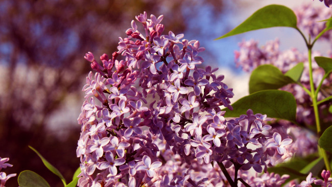 Обои картинки фото цветы, сирень, ветка