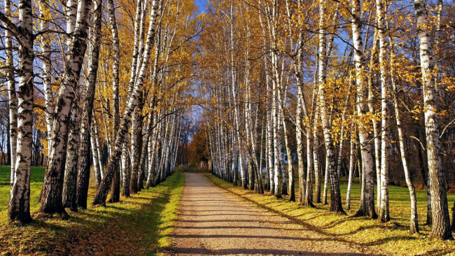 Обои картинки фото природа, дороги, проселочная, дорога, осень, березы