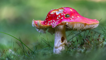 Картинка природа грибы +мухомор макро мухомор старый