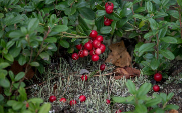 Картинка природа ягоды брусника