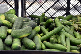 обоя еда, огурцы, свежие, много