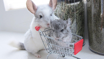 обоя животные, шиншиллы, мышь