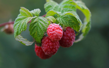 Картинка природа ягоды малина