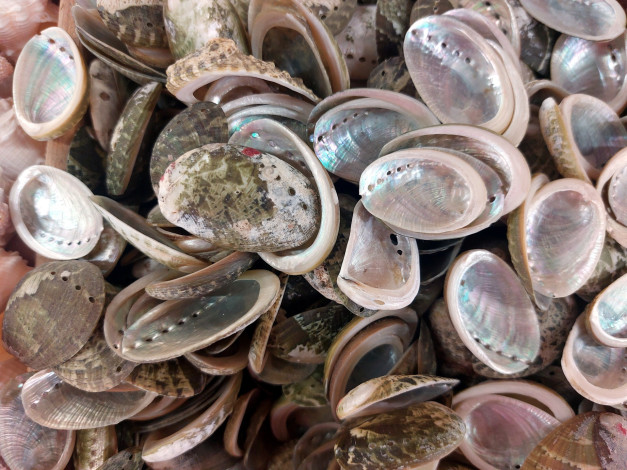 Обои картинки фото разное, ракушки,  кораллы,  декоративные и spa-камни, много