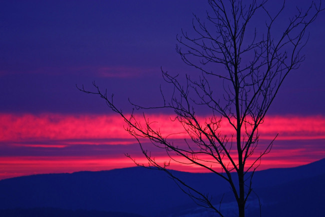 Обои картинки фото природа, восходы, закаты, закат, дерево