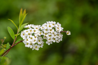 Картинка спирея+ниппонская цветы таволга+ спирея +лабазник ниппонская