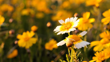 обоя цветы, ромашки, поле, желтые