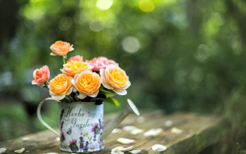 обоя цветы, букеты,  композиции, букет, лейка, стол, лепестки