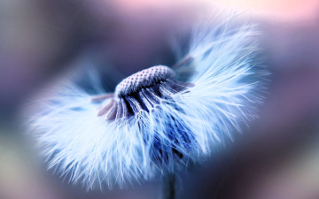 обоя цветы, одуванчики, одуванчик, белый, макро
