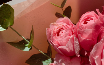 Картинка цветы розы розовые бутоны капли