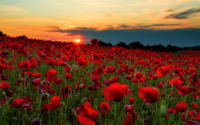 Обои картинки фото цветы, маки, поле, закат