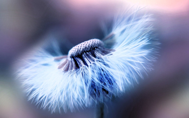 Обои картинки фото цветы, одуванчики, одуванчик, белый, макро