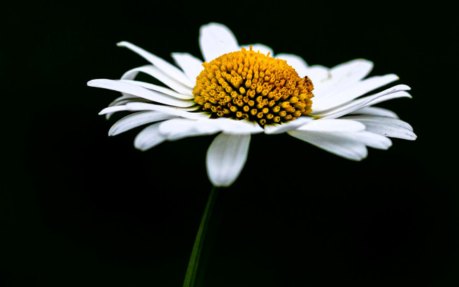 Обои картинки фото цветы, ромашки, ромашка, белая