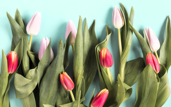 Обои картинки фото цветы, тюльпаны, розовые, красные, листья