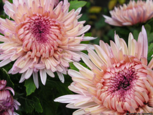 Картинка цветы хризантемы