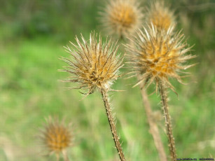 обоя цветы, луговые, полевые