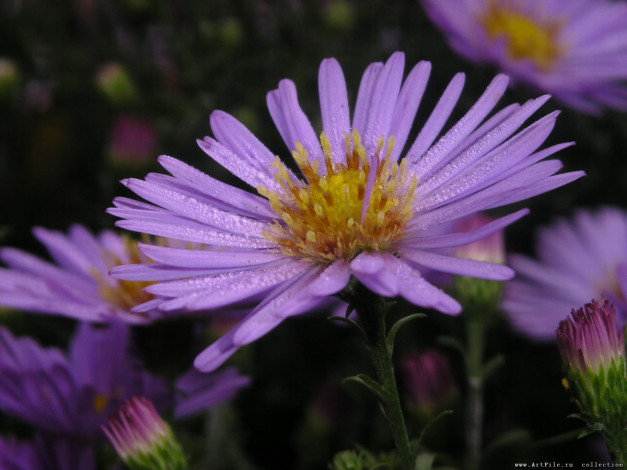 Обои картинки фото цветы, астры