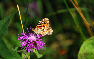 Картинка животные бабочки