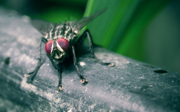 Картинка животные насекомые