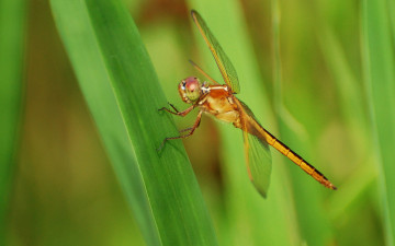 Картинка животные стрекозы
