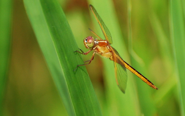 Обои картинки фото животные, стрекозы