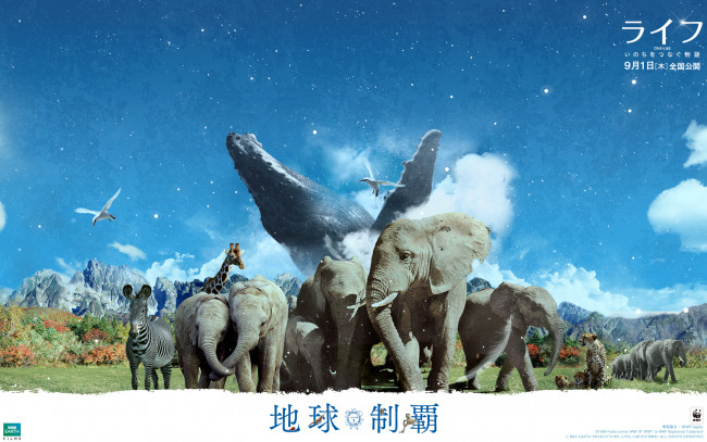 Обои картинки фото one, life, кино, фильмы, чайки, кит, гепарды, зебра, животные, слоны, жирафы