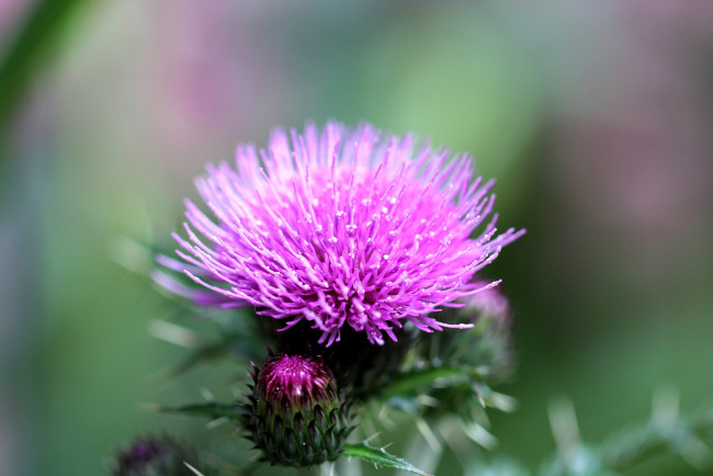 Обои картинки фото цветы, Чертополох, репейник, чертополох, яркий, розовый