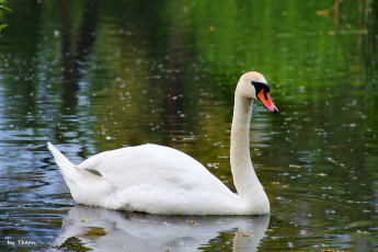Картинка автор thean животные лебеди водоем лебедь