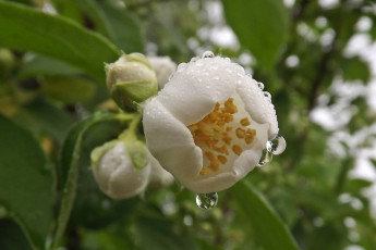 Картинка цветы жасмин капли бутон