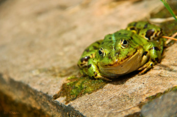 Картинка автор thean животные лягушки лягушка