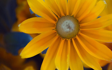 Картинка цветы рудбекия лепестки