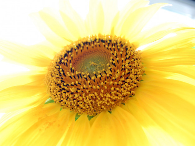 Обои картинки фото цветы, подсолнухи, подсолнух