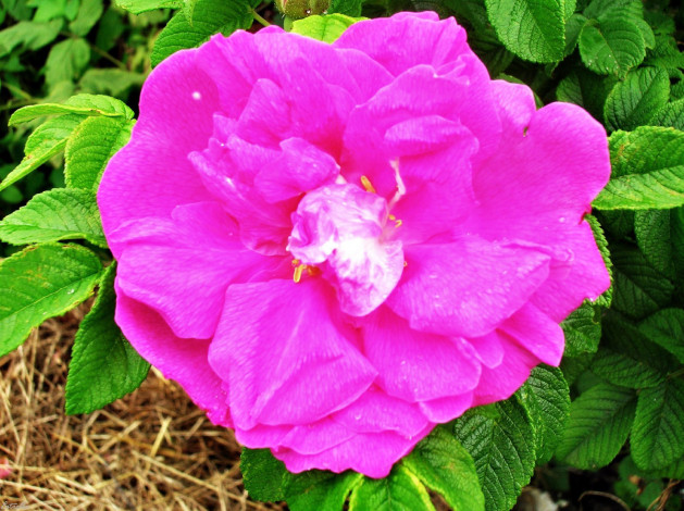 Обои картинки фото автор, estrella, цветы, шиповник, макро