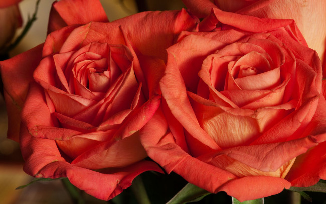 Обои картинки фото цветы, розы, бутоны