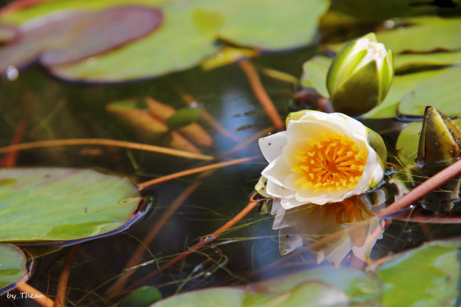 Обои картинки фото автор, thean, цветы, лилии, водяные, нимфеи, кувшинки, вода, дистья, бутоны