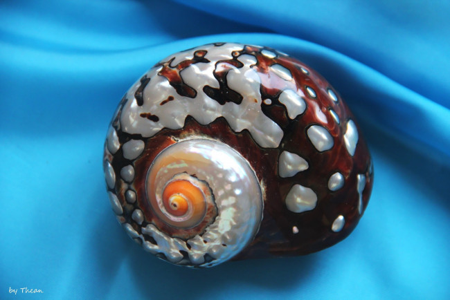 Обои картинки фото автор, thean, разное, ракушки, кораллы, декоративные, spa, камни, ракушка