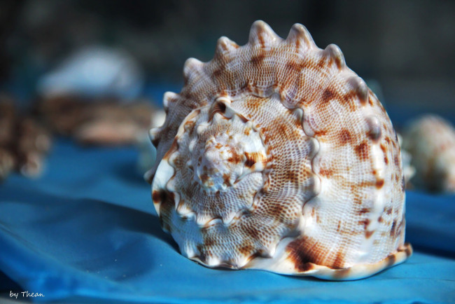 Обои картинки фото автор, thean, разное, ракушки, кораллы, декоративные, spa, камни, ракушка