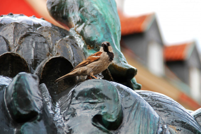 Обои картинки фото автор, thean, животные, воробьи, птица