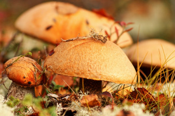 Картинка природа грибы шляпки